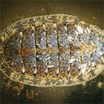 Chiton 16